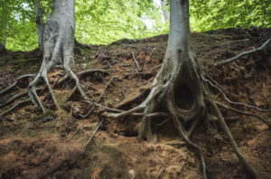 deep root tree fertilization