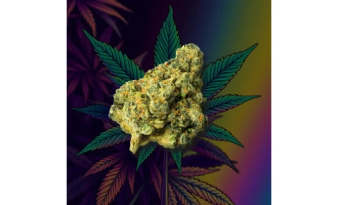 How to Store CBD Flower Bought Online in Canada?