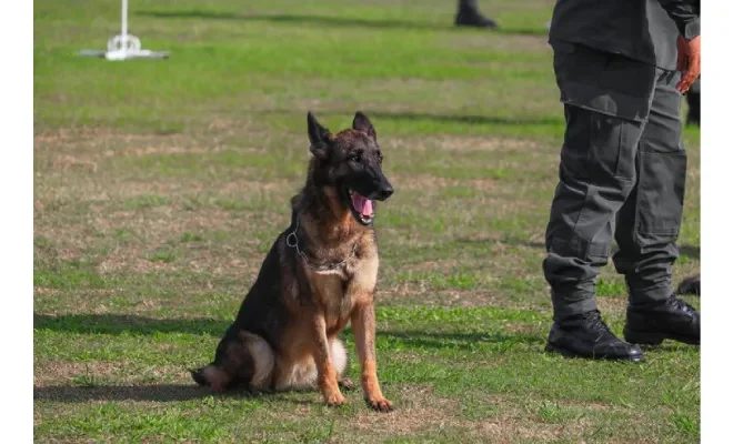 How Police K9 Expert Witnesses Influence Court Cases?