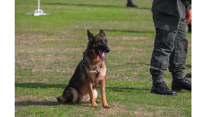 How Police K9 Expert Witnesses Influence Court Cases?
