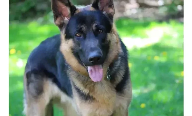 Trusted Police K9 Expert Witnesses for Law and Criminal Justice