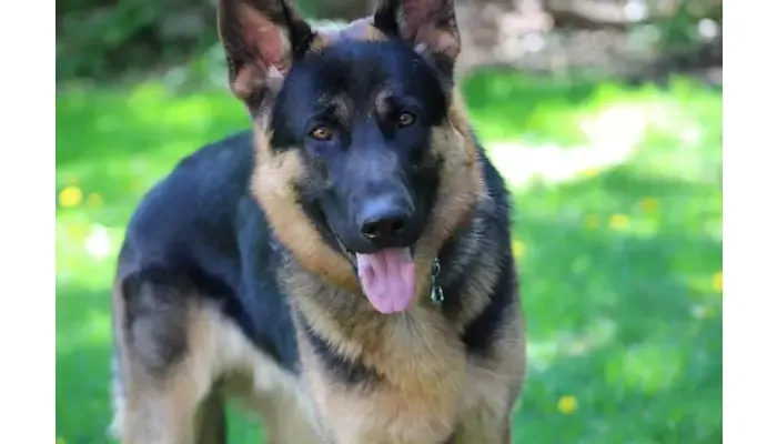 Trusted Police K9 Expert Witnesses for Law and Criminal Justice
