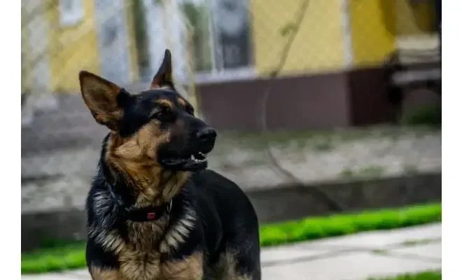 Find a Qualified K9 Expert Witness for Police Practices