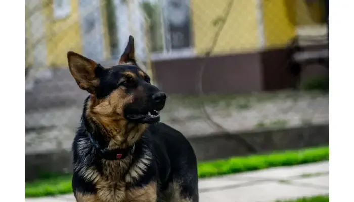 Find a Qualified K9 Expert Witness for Police Practices